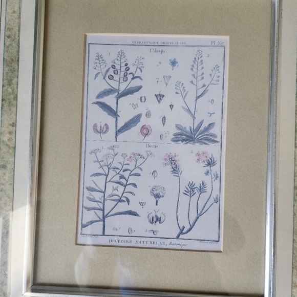 3 vintage Botanical framed prints - Picture 4 of 12